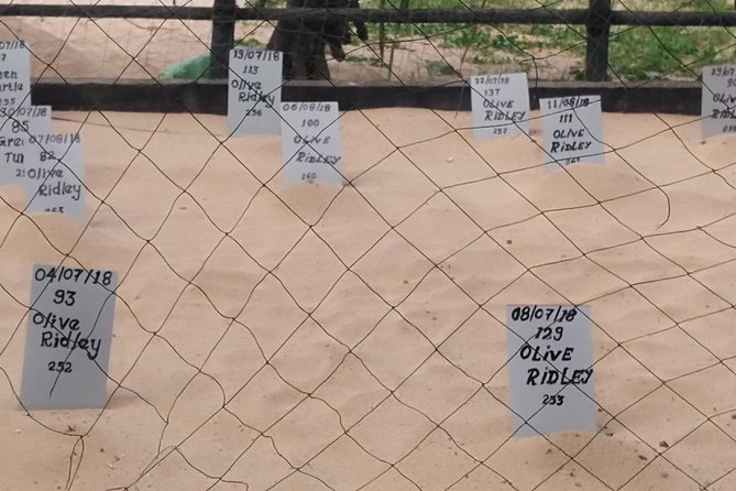 Galle Sightseein Rickshaw Tour - Stop 1: Habaraduwa Turtle Hatchery and the Koggala Sea Turtle Work
