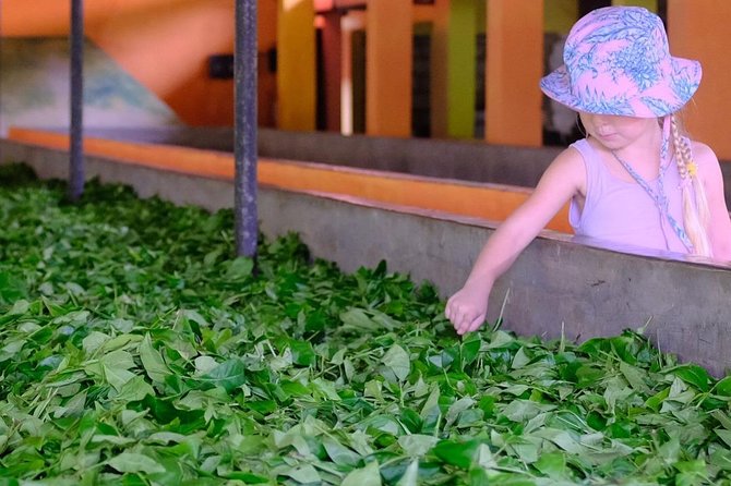 Galle sightseeing tour - Handunugoda Tea Estate: Tour, Tastings, and the Stories Behind 25+ Varieties