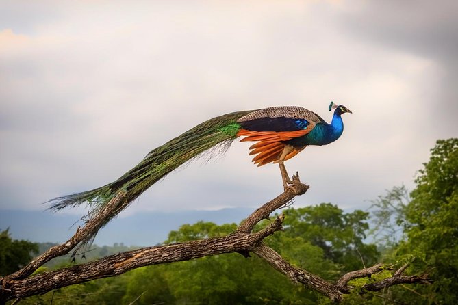 GO WILD! Double Safari Day Trip (Yala & Udawalawe) - Private & All Inclusive - Yala Palatupana Safari: Big Wildlife Chances and the Leopard Question
