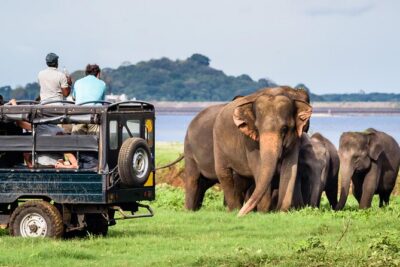 GO WILD! Double Safari Day Trip (Yala & Udawalawe) - Private & All Inclusive - Elephant Transit Home: A Focused Humane Stop, Not Just a Photo Break