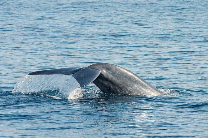 Great Whales Education Programe Dolphins and Whales are in SL - Key Points at a Glance