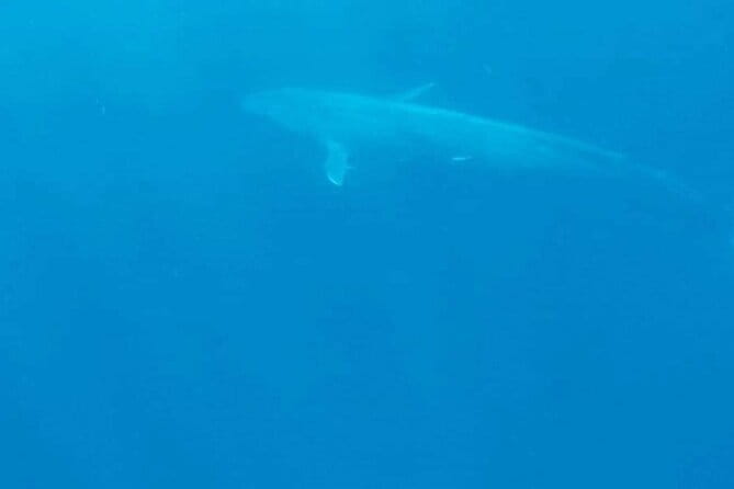 Great Whales Education Programe Dolphins and Whales are in SL - One Hour That Makes Whale Watching Make Sense