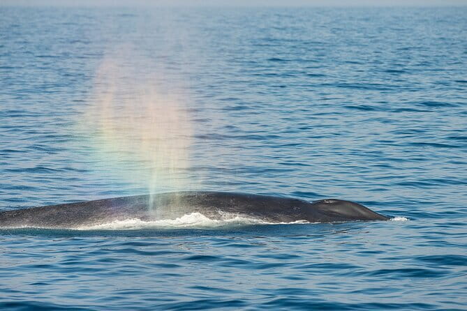 Great Whales Education Programe Dolphins and Whales are in SL - What You Learn in This One-Hour Session (and Why It Matters)