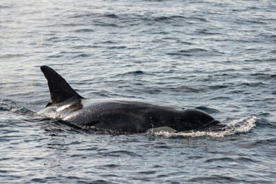 Great Whales Education Programe Dolphins and Whales are in SL - Meet Ms. A.H.Deepika Kumari in Matara