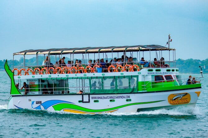 Great Whales Education Programe Dolphins and Whales are in SL - From Matara to Mirissa: Timing and Pairing With a Boat Trip