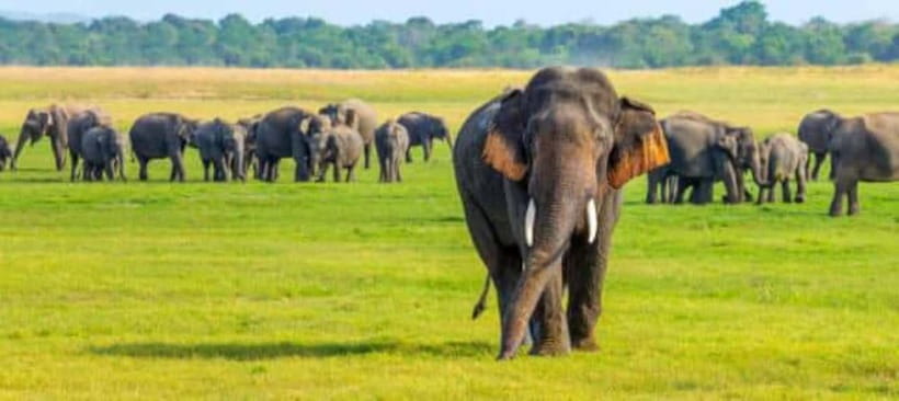 Habarana: Hurulu Eco Park Elephant Jeep Safari - Key Points That Matter