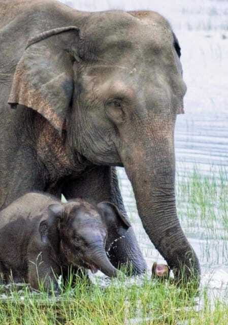 Habarana: Hurulu Eco Park Elephant Jeep Safari - The Guide Factor: Engaged Explanations Improve the Whole Ride