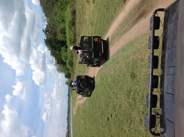 Half Day - Minneriya National Park Safari Tour From Habarana/Sigiriya - The Elephant Factor: Why Minneriya Is Worth the Short Trip