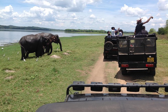 Half Day - Minneriya National Park Safari Tour From Habarana/Sigiriya - Driver Communication: What That Means for Your Experience