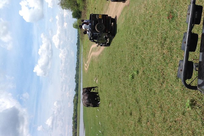 Half Day - Minneriya National Park Safari Tour From Habarana/Sigiriya - Weather, Booking Pace, and Timing Smarts