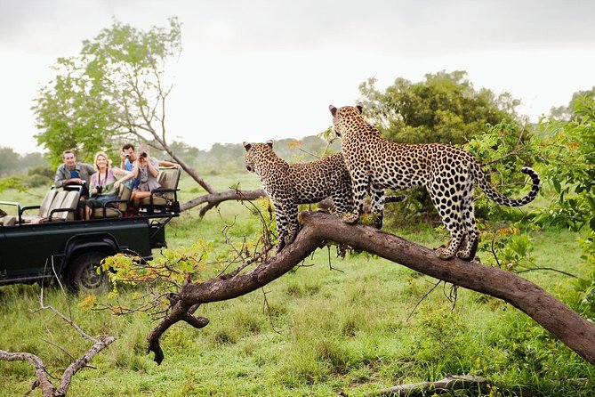 Half Day Safari at Yala National Park with Lunch - The 3-Hour 4WD Safari: Where the Animals Are Most Likely