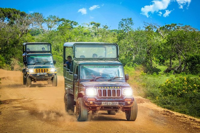 Half Day Safari at Yala National Park with Lunch - Leopards, Crocs, Deer, and Birds: What You Should Expect (Realistically)
