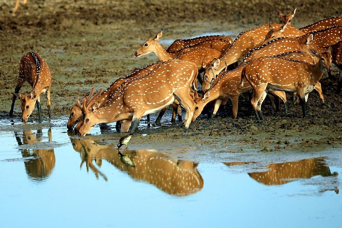 Half Day Safari at Yala National Park with Lunch - Why Yala’s Ecosystems Matter for Your Wildlife Chances