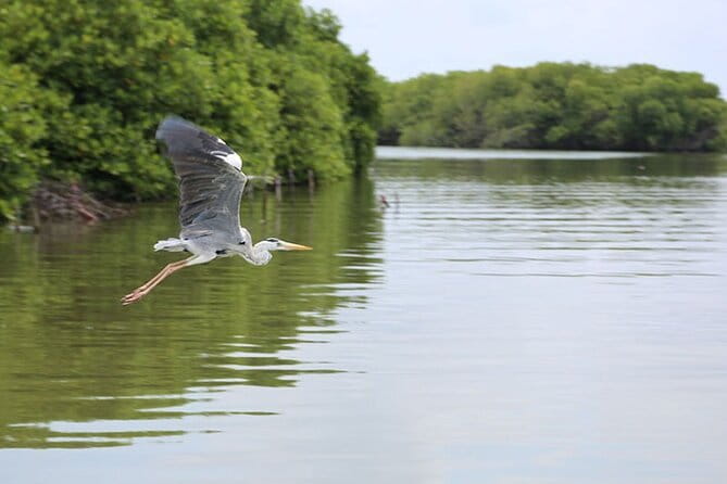 Half Day Tour to Muthurajawela, Lagoon, Dutch Canal and Mangroves - A half day of Dutch Canal, lagoon fishing, and mangroves