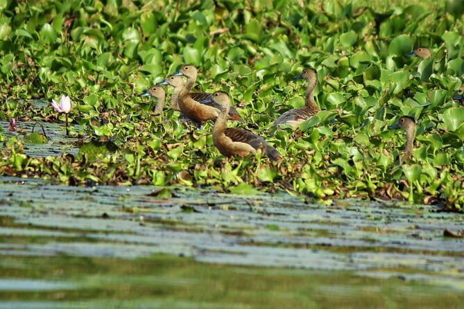 Half Day Tour to Muthurajawela, Lagoon, Dutch Canal and Mangroves - Negombo Lagoon and fishermen: why this part feels real