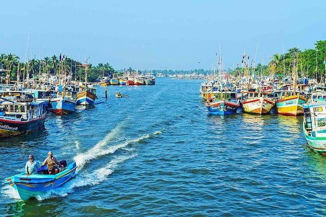 Half Day Tour to Muthurajawela, Lagoon, Dutch Canal and Mangroves - Mangroves: where birds work the edges