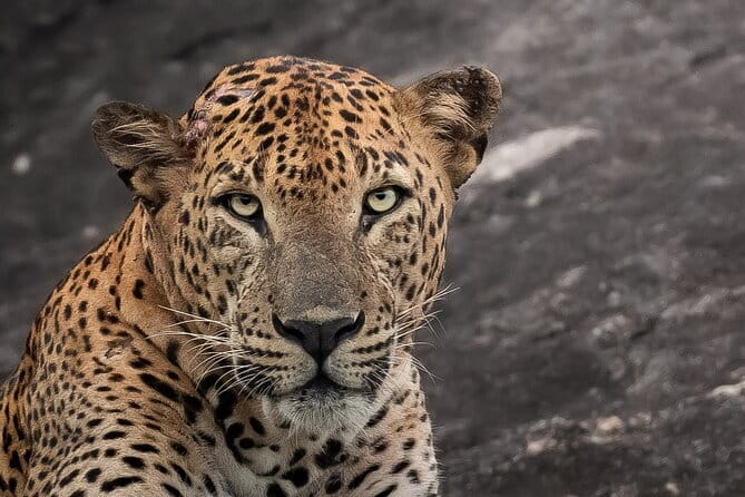 Half Day trip in Yala National Park - Key Highlights You’ll Care About
