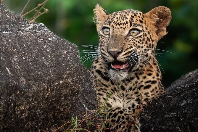 Half Day trip in Yala National Park - First Light in Yala: Why a Half-Day at 4:30 a.m. Works