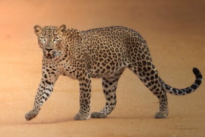Half Day trip in Yala National Park - Fuel Included: Breakfast, Snacks, Water, and Optional Beer