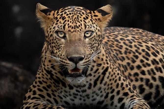 Half Day trip in Yala National Park - Price and Entry Fees: The Real Cost Picture for a Half-Day