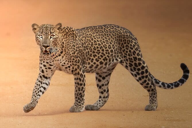 Half Day trip in Yala National Park - Fuel Included: Breakfast, Snacks, Water, and Optional Beer