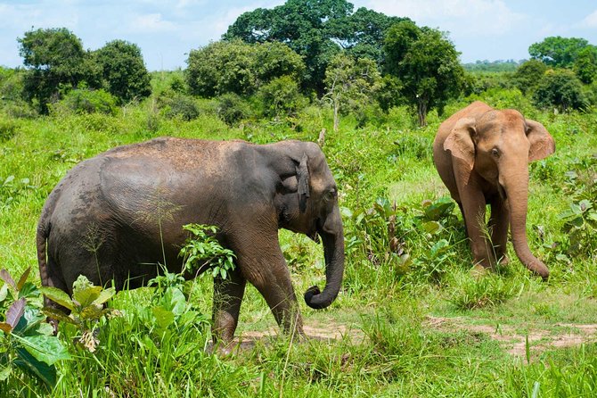Half Day Udawalawe Safari (Entrance + Lunch) - The 3-hour jeep safari: how to get the most from the time