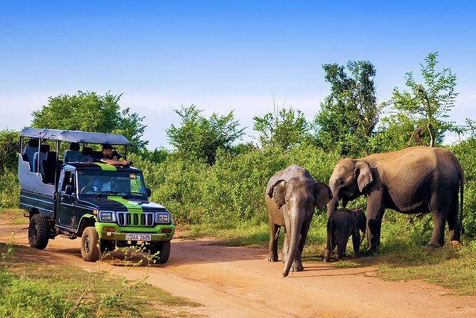 Half Day Udawalawe Safari (Entrance + Lunch) - Private tour feel: your guide’s attention without the big-tour noise
