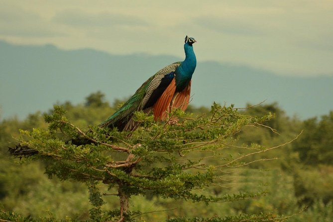Half Day Udawalawe Safari (Entrance + Lunch) - Weather, wildlife odds, and what you should do with that reality