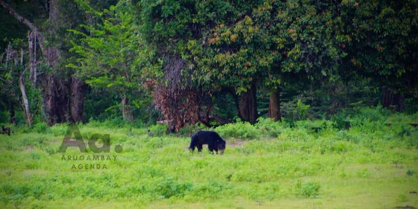 Half-Day Wild Safari in Yala National Park - Quick take: what makes this half-day Yala safari work