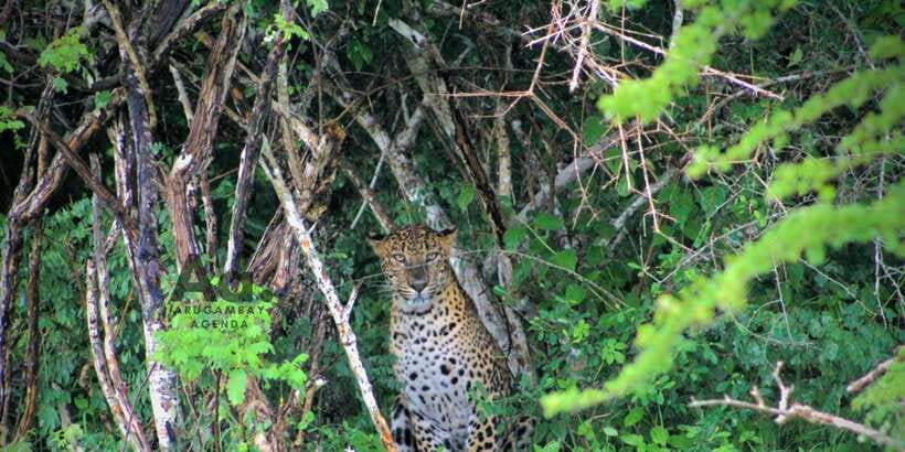 Half-Day Wild Safari in Yala National Park - Who should book this half-day safari