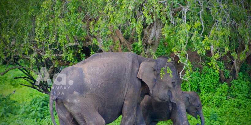 Half-Day Wild Safari in Yala National Park - Inside the park: what you’ll actually do for those 4 hours