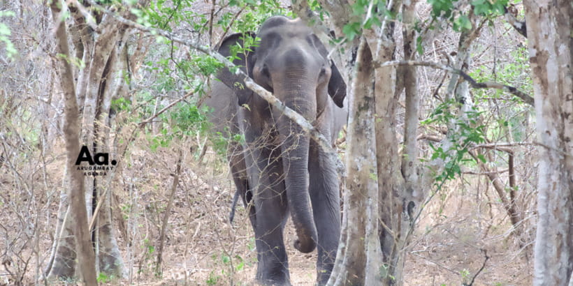 Half-Day Wild Safari in Yala National Park - Morning vs evening: picking your best light