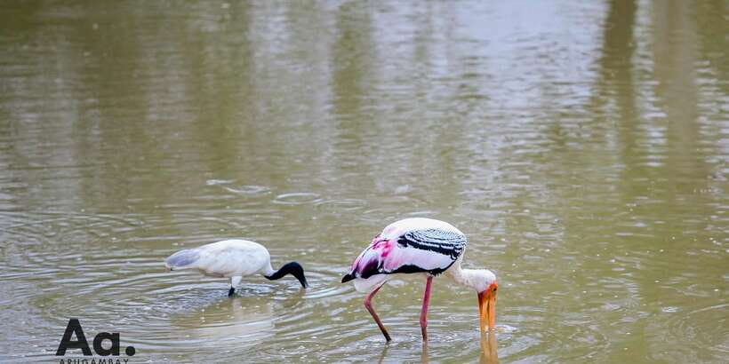 Half-Day Wild Safari in Yala National Park - The king coconut break (and why it’s smarter than you think)