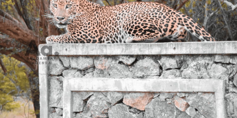 Half-Day Wild Safari in Yala National Park - Wildlife sightings: what’s possible, and what to temper