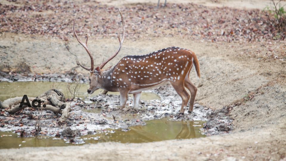Half-Day Wild Safari in Yala National Park - Guides and driving: where the quality really shows