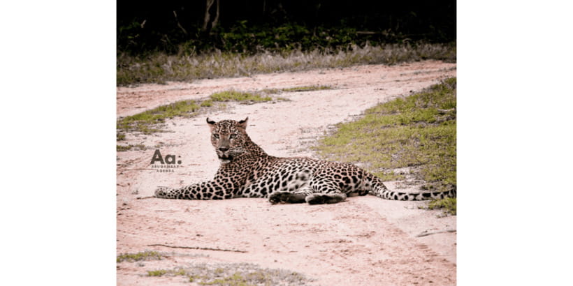 Half-Day Wild Safari in Yala National Park - Pickup timing and the “how this runs” rhythm