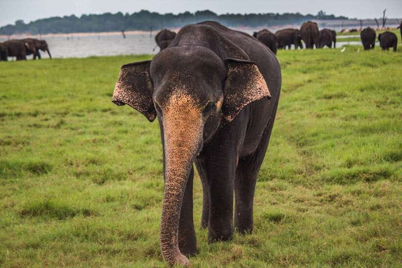 Hambantota Port: Udawalawe Safari Tour & Transit Home Visit - What the guide actually adds (and why it matters)
