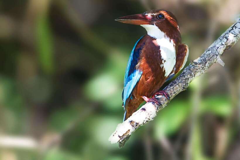 Hambantota Port: Yala National Park Safari (Shore Excursion) - Birdlife near the Indian Ocean: more than just a side show