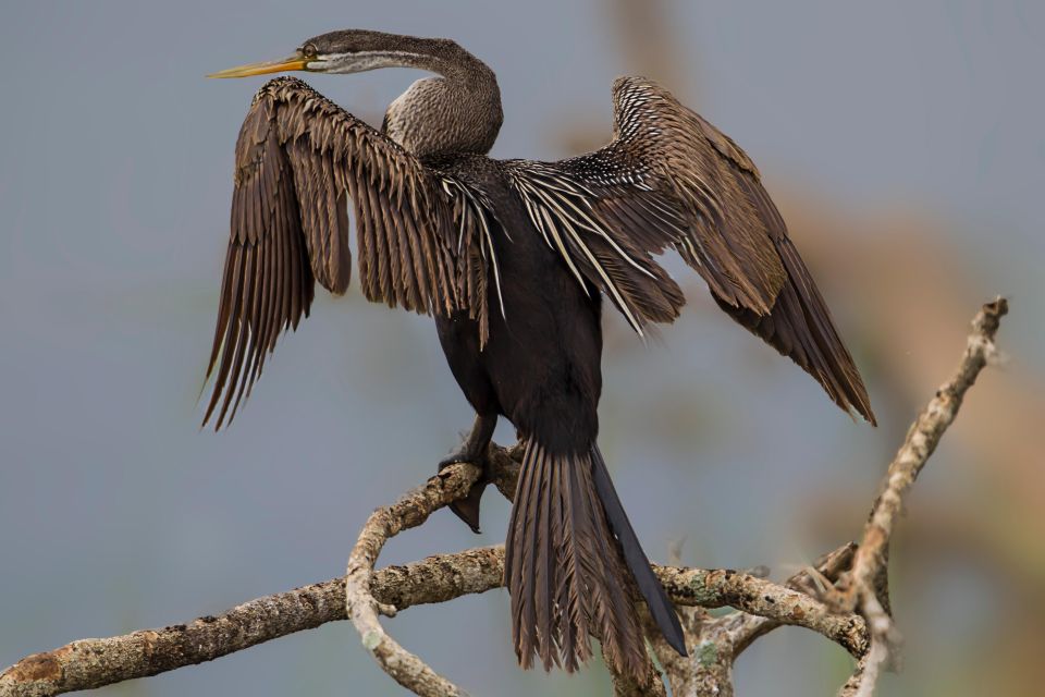 Hambantota Port: Yala National Park Wildlife Safari in a 4x4 - Birds, Crocodiles, Buffalo, and the Indian Ocean Backdrop