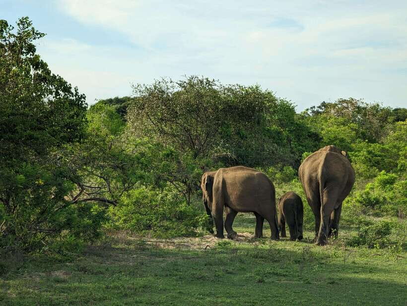 Hambantota Shore Excursion: Village and Cultural tour - Key highlights to look for