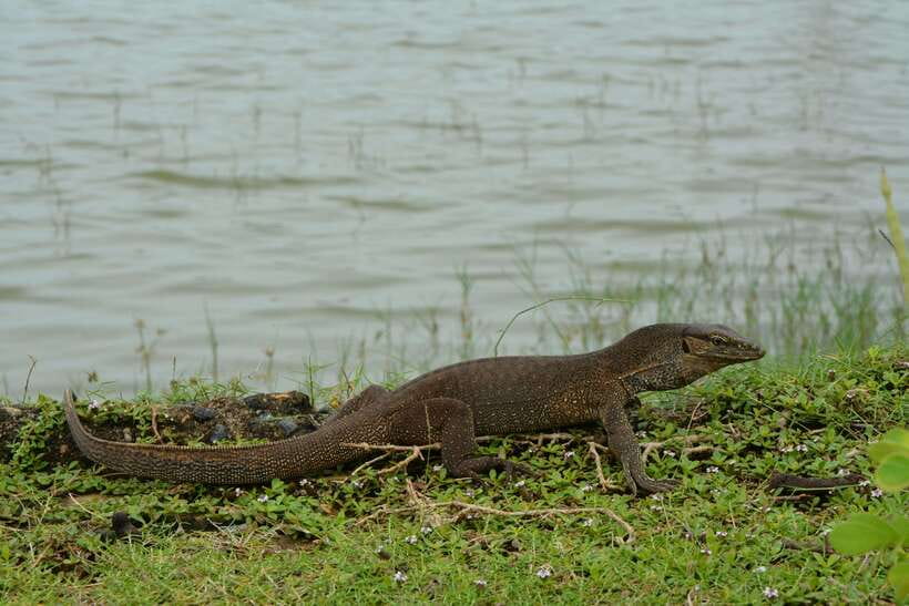 Hambantota Shore Excursion: Village and Cultural tour - Hambantota Shore Trip Setup: 5 Hours, Two Pickup Options, Private Group