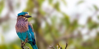 Hambantota: Yala National Park Wildlife Safari in a 4x4 - Ruhunu Yala National Park in a 4x4: what you’re really paying for