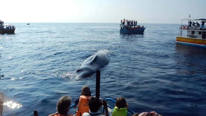 Hikkaduwa/Galle/Ahangama: Whale Watching Tour in Mirissa - Key highlights to know before you go