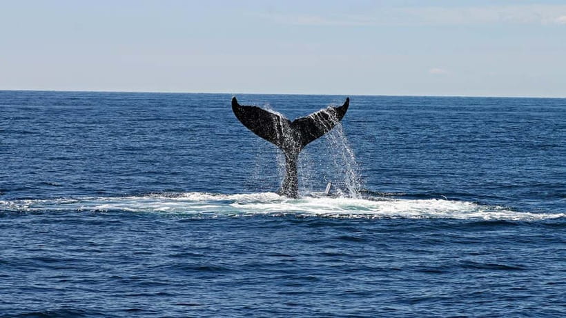 Hikkaduwa/Galle/Ahangama: Whale Watching Tour in Mirissa - Mirissa whale watching, with pickup that actually saves time