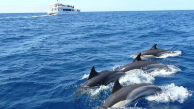 Hikkaduwa/Galle/Ahangama: Whale Watching Tour in Mirissa - What you can realistically expect to see (blue whales, sperm whales, dolphins)
