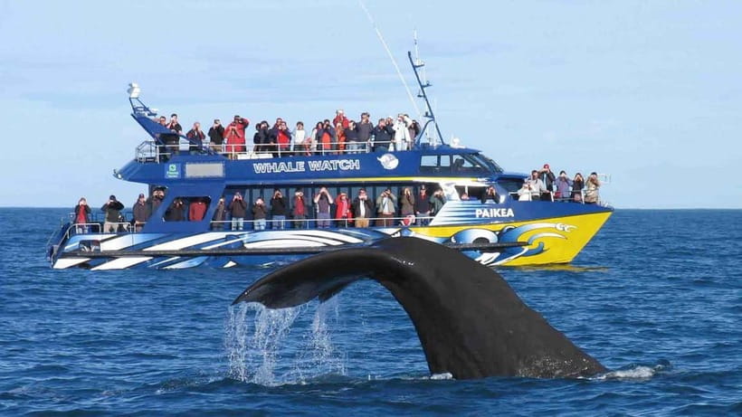 Hikkaduwa/Galle/Ahangama: Whale Watching Tour in Mirissa - Boat comfort and safety gear you’ll appreciate once you’re out there