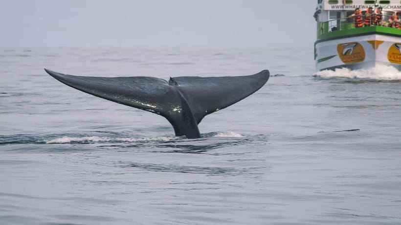 Hikkaduwa/Galle/Ahangama: Whale Watching Tour in Mirissa - What to bring: your “don’t forget” list for the sea