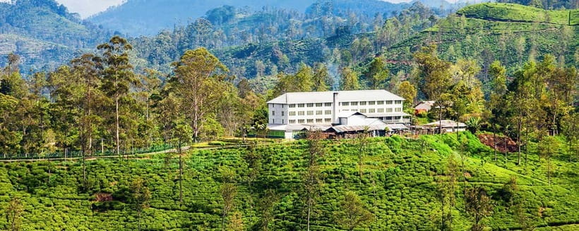 Hikkaduwa/Galle/Mirissa/Hiriketiya/Tangalle:Day Trip to ELLA - Tea country timing: Uva Halpewatte and the tea-factory finish
