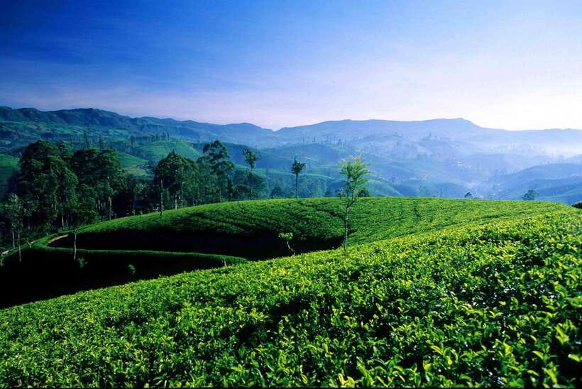 Hikkaduwa/Galle/Mirissa/Hiriketiya/Tangalle:Day Trip to ELLA - Little Adam’s Peak hike plus lunch at 98 Acres Resort & Spa