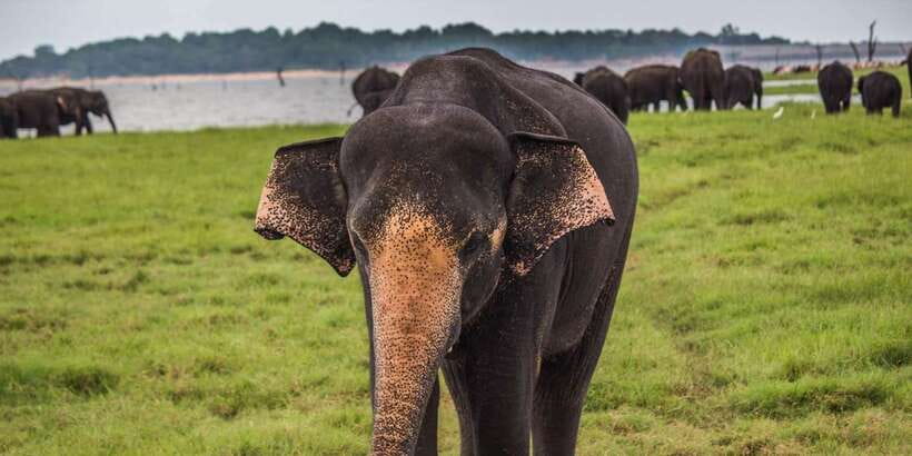 Hikkaduwa/Galle/Unawatuna/Mirissa: Udawalawa Safari - The One Potential Downside: Tips and Timing of Asking